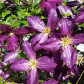 Lavender Clematis Flower Seeds for Planting – Easy-to-Grow Heirloom, Non-GMO, High Germination Garden Seeds