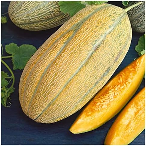 Gold Banana Melon fruit seeds for planting – Heirloom & Non-GMO garden seeds, exotic golden melon variety