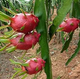 Fruit Seeds,Garden seeds, Seeds For Planting,Plant Seeds