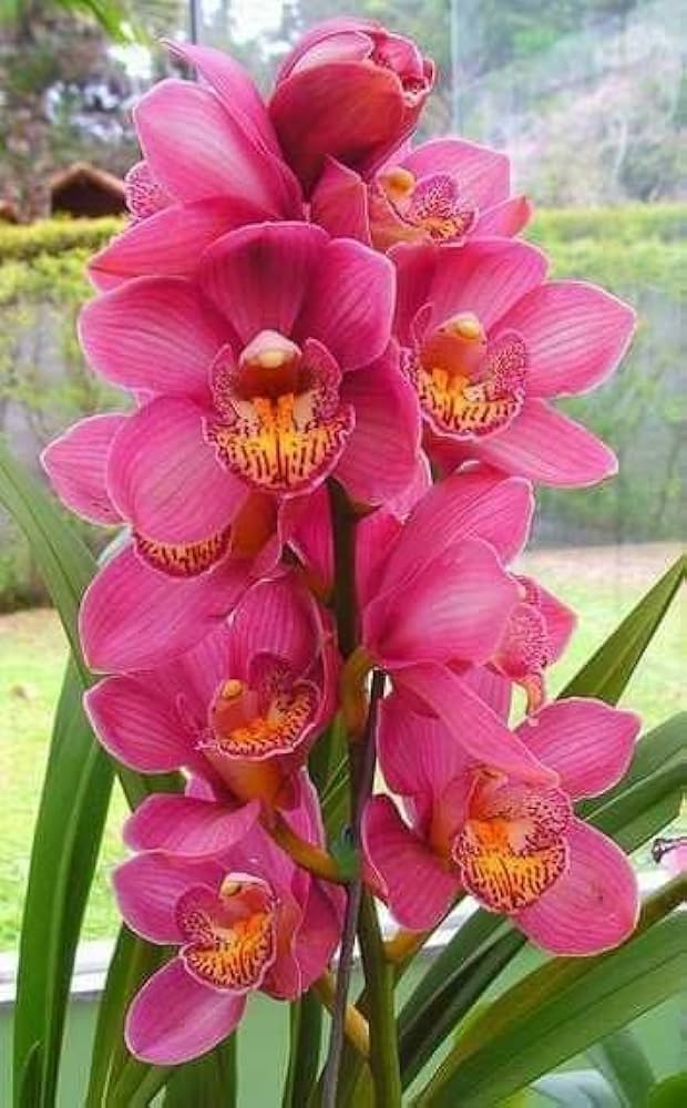 Orchid Flower Seeds for Planting - Heirloom, Non-GMO, Sun-Loving Organic Garden Seeds with High Germination