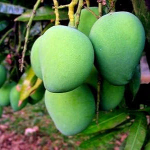 Fruit Seeds,Garden seeds, Seeds For Planting,Plant Seeds