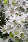 Silver Holly Flower Seeds for Planting – Heirloom, Non-GMO, Organic Garden Seeds