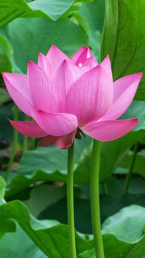 Pink Sacred Lotus Seeds (Nelumbo Nucifera) for Planting – Heirloom & Non-GMO Aquatic Flower Seeds
