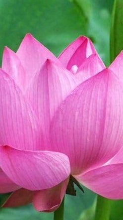 Pink Sacred Lotus Seeds (Nelumbo Nucifera) for Planting – Heirloom & Non-GMO Aquatic Flower Seeds