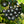 Black Muscadine Grape fruit seeds for planting - Heirloom & Non-GMO garden seeds for sweet vineyard vines