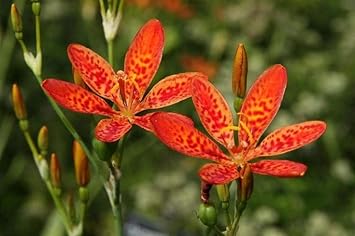 Flower Seeds, Seeds,Seeds For Planting,Plant Seeds