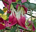 Pink Sesbania Grandiflora Flower Seeds for Planting – Heirloom, Non-GMO, High Germination Garden Seeds