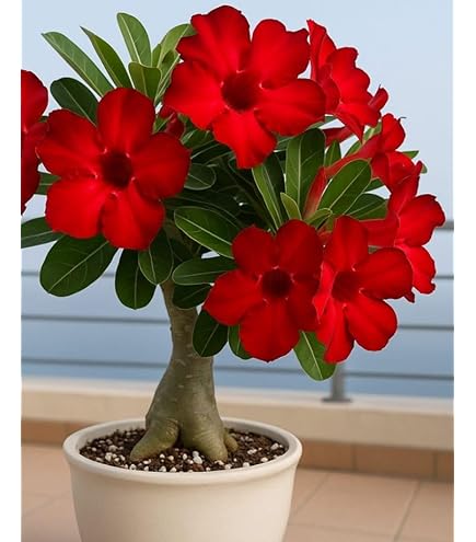 Adenium Obesum Orange Flower Seeds for Planting | Heirloom Non-GMO High Germination