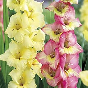 Flower Seeds, Seeds,Seeds For Planting,Plant Seeds