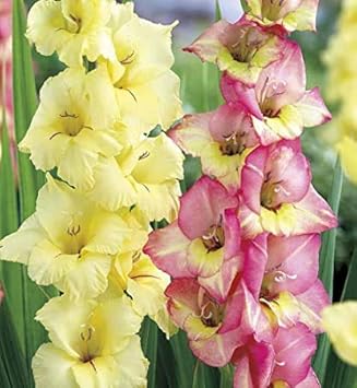 Flower Seeds, Seeds,Seeds For Planting,Plant Seeds