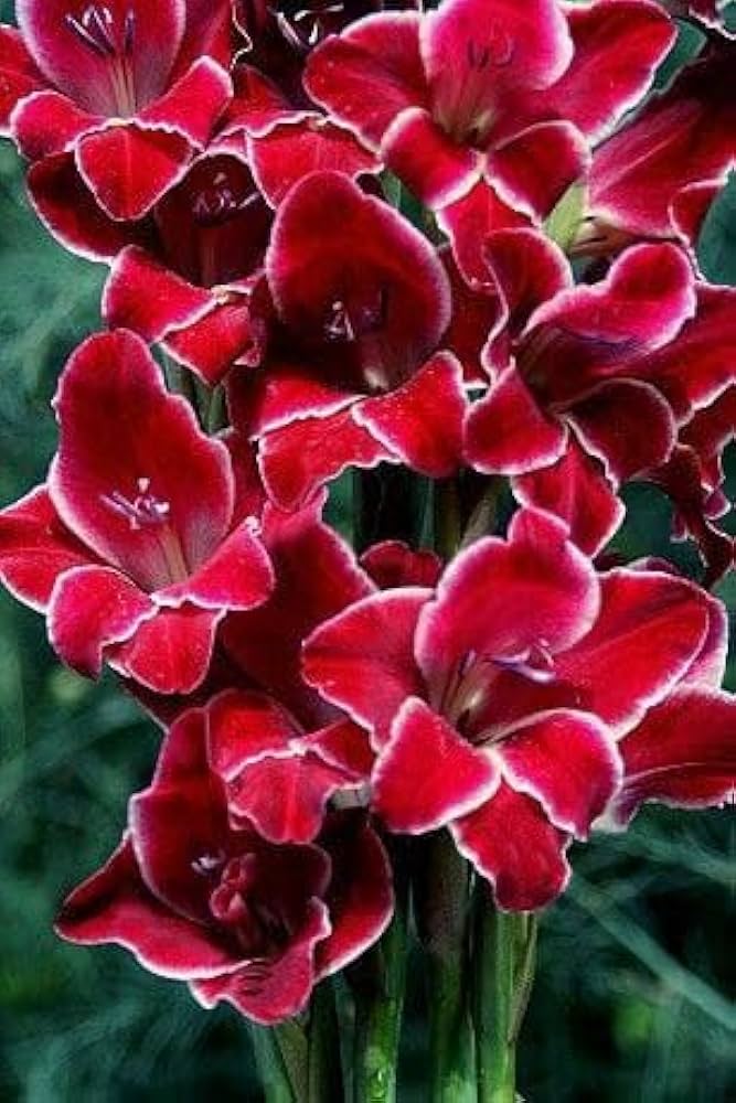 White Dark Red Gladiolus Flower Seeds for Planting – Heirloom, Non-GMO, High Germination Bulbs