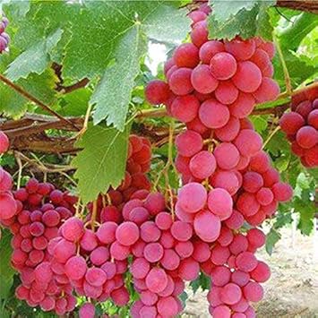 Fruit Seeds,Garden seeds, Seeds For Planting,Plant Seeds