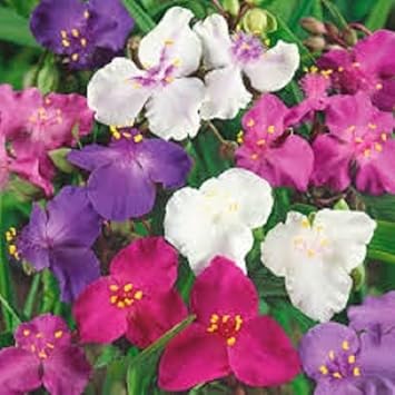 Flower Seeds, Seeds,Seeds For Planting,Plant Seeds