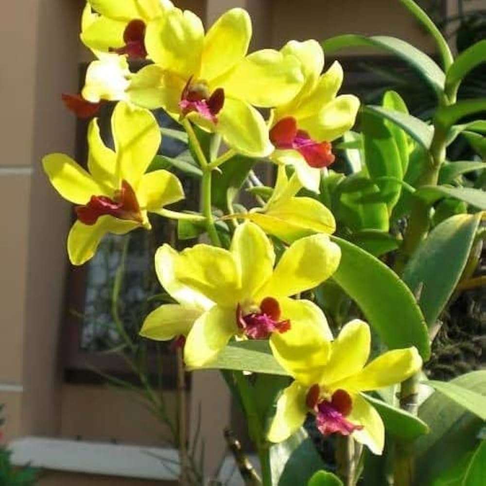 Flower Seeds, Seeds,Seeds For Planting,Plant Seeds