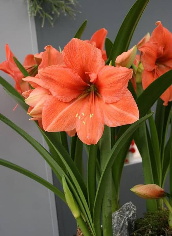 Dark Orange Amaryllis Flower Seeds for Planting – Heirloom, Non-GMO, High Germination Garden Seeds