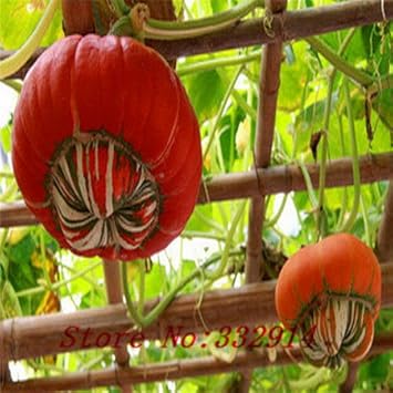 Vegetable Seeds,Garden seeds, Seeds For Planting,Plant Seeds