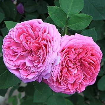 Flower Seeds, Seeds,Seeds For Planting,Plant Seeds