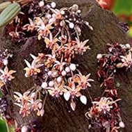 Flower Seeds, Seeds,Seeds For Planting,Plant Seeds