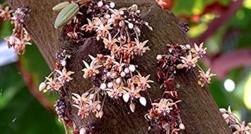 Flower Seeds, Seeds,Seeds For Planting,Plant Seeds