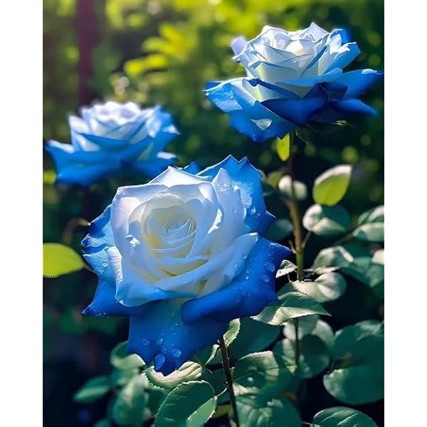 Light Blue Osiria Rose Flower Seeds for Planting – Heirloom, Non-GMO, High Germination, Organic Garden Seeds