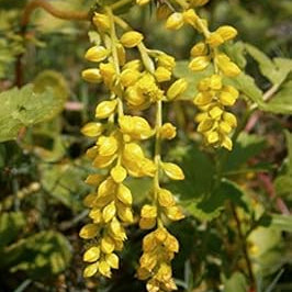 Flower Seeds, Seeds,Seeds For Planting,Plant Seeds