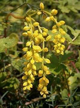 Flower Seeds, Seeds,Seeds For Planting,Plant Seeds