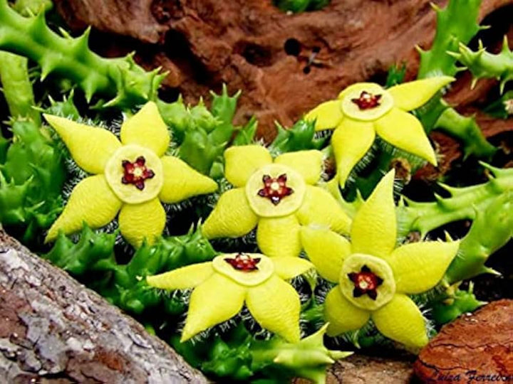 Stapelia Pulchella Seeds for Planting – Organic Heirloom Starfish Flower Seeds, Non-GMO, High Germination
