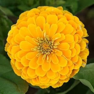 Flower Seeds, Seeds,Seeds For Planting,Plant Seeds