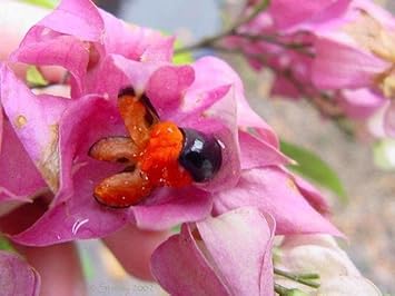 Pink Orange Thomsoniae Flower Seeds for Planting – Heirloom, Non-GMO, High Germination Garden Seeds