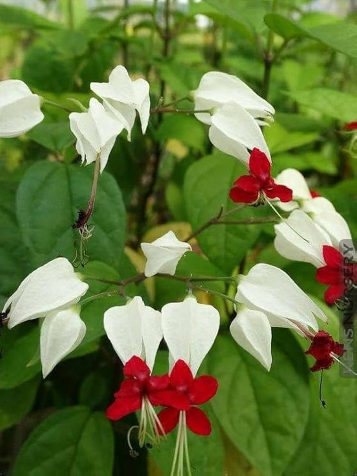White Clerodendrum Thomsonae Flower Seeds for Planting – Heirloom, Non-GMO, High Germination Organic Garden Seeds
