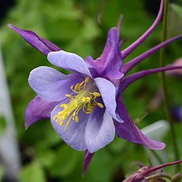 Flower Seeds, Seeds,Seeds For Planting,Plant Seeds