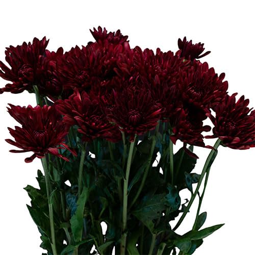 Maroon Red Chrysanthemum Flower Seeds for Planting – Heirloom, Non-GMO, High Germination Organic Garden Seeds