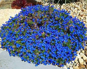 Flower Seeds, Seeds,Seeds For Planting,Plant Seeds