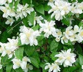 White Philadelphus Coronarius Flower Seeds for Planting – Heirloom, Non-GMO, Easy to Grow, High Germination