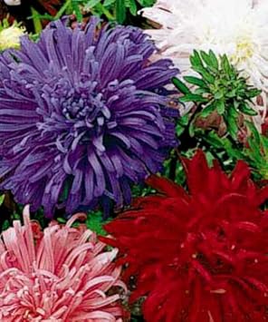 Flower Seeds, Seeds,Seeds For Planting,Plant Seeds