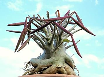 Flower Seeds, Seeds,Seeds For Planting,Plant Seeds