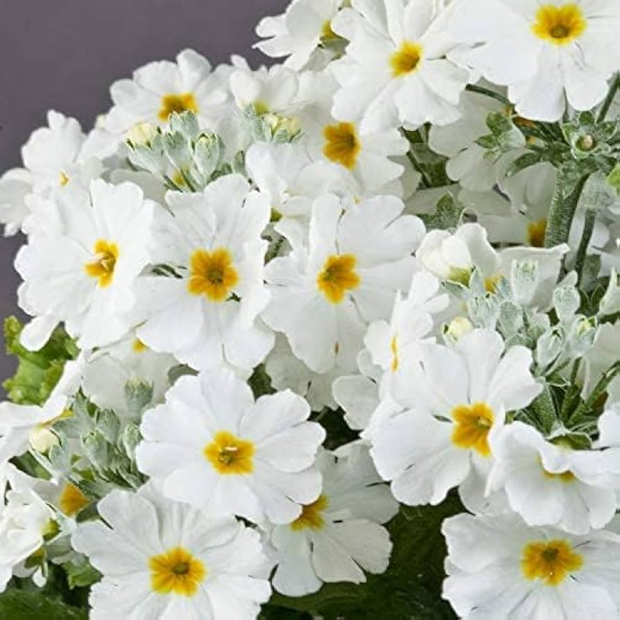 Flower Seeds, Seeds,Seeds For Planting,Plant Seeds