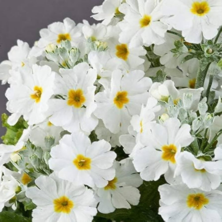 Flower Seeds, Seeds,Seeds For Planting,Plant Seeds