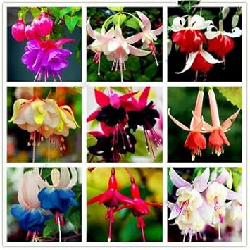 Flower Seeds, Seeds,Seeds For Planting,Plant Seeds