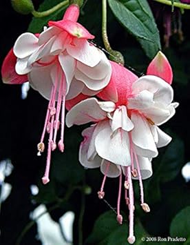 Flower Seeds, Seeds,Seeds For Planting,Plant Seeds