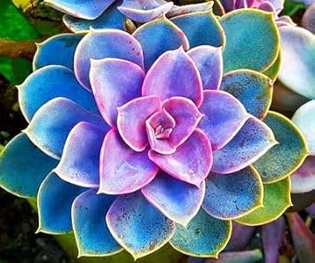 Flower Seeds, Seeds,Seeds For Planting,Plant Seeds