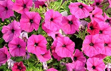 Flower Seeds, Seeds,Seeds For Planting,Plant Seeds