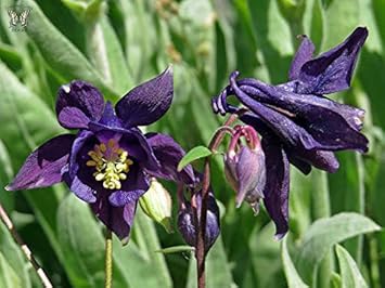 Flower Seeds, Seeds,Seeds For Planting,Plant Seeds