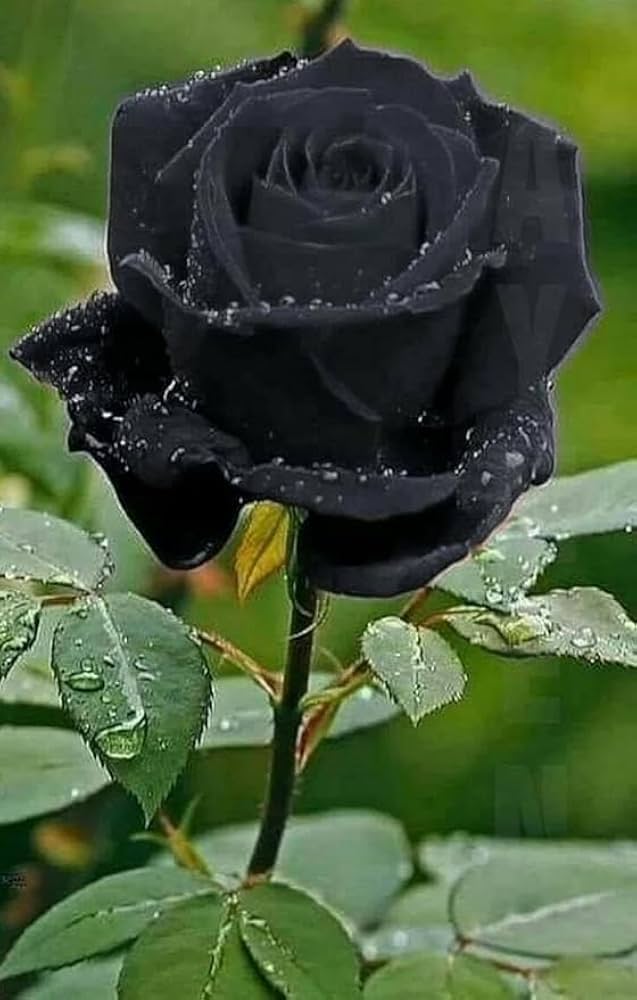 Black Rare Rose Flower Seeds for Planting – Heirloom, Non-GMO, High Germination Organic Garden Seeds