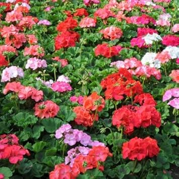 Flower Seeds, Seeds,Seeds For Planting,Plant Seeds