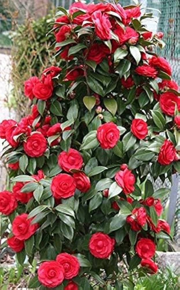 Red Chimaphila Flower Seeds for Planting – Heirloom Non-GMO, High Germination Organic Garden Seeds