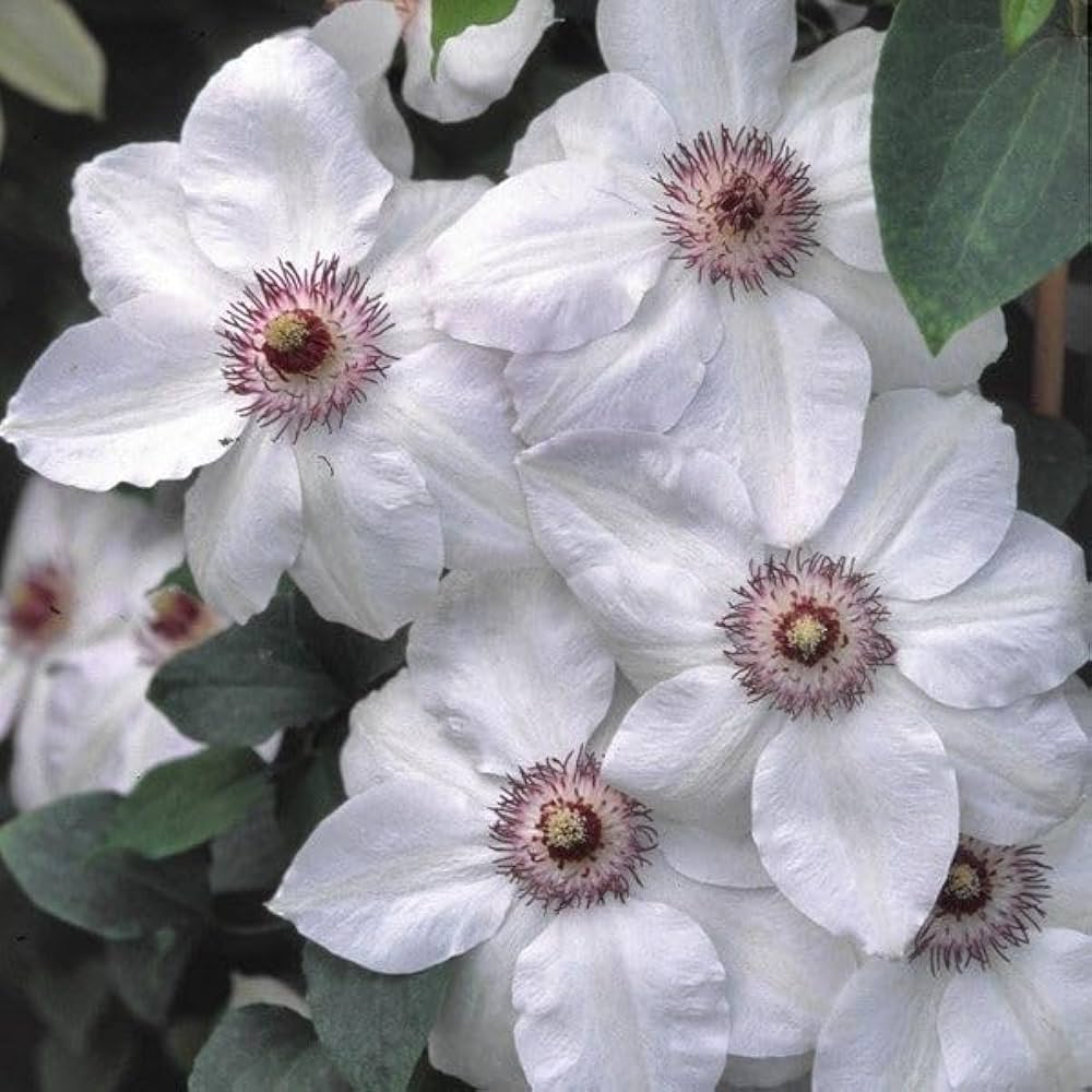 Heirloom Clematis Flower Seeds for Planting – Wildflower Mix, Heirloom & Non-GMO Home Garden Seeds