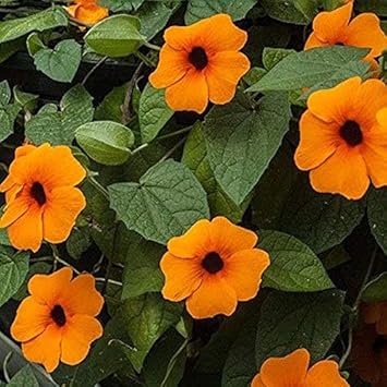 Flower Seeds, Seeds,Seeds For Planting,Plant Seeds