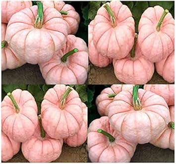 vegetable seeds for autumn planting Pink Pumpkin Vegetable Seeds for Planting – Heirloom & Non-GMO Seeds f – Earthechoseeds