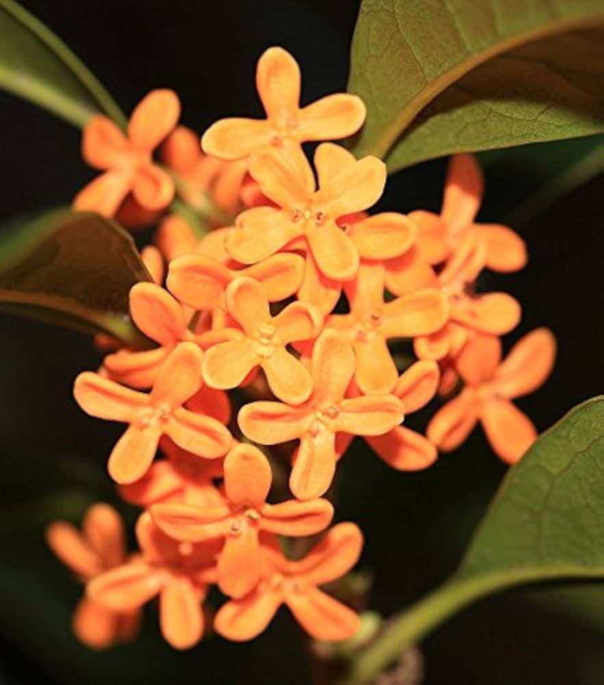 Osmanthus Orange Flower Seeds for Planting | Heirloom Non-GMO High Germination Organic Garden Seeds